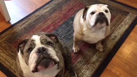 Bulldog clearly not a fan of owner's singing