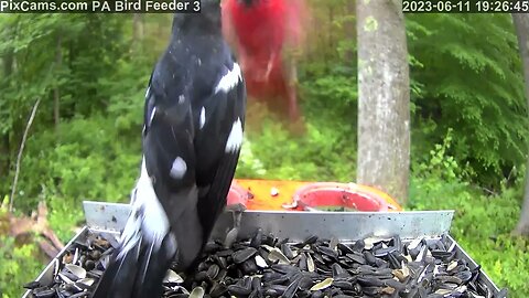 Three orioles and a grosbeak on PA Bird Feeder 2 6/11/2023