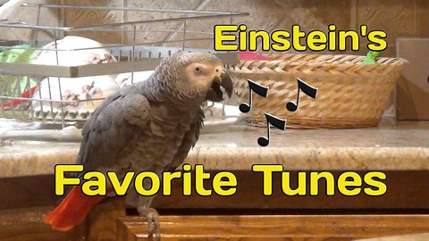 Talking parrot sings his favorite tunes