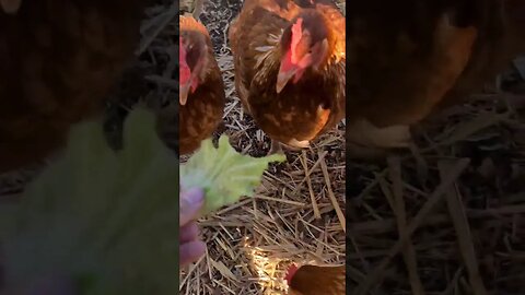Chickens Love Lettuce