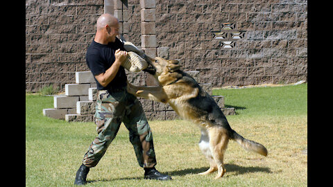 SMART DOG TRAINING► Agressive, Protective, & Obedient With A Few Simple Tricks