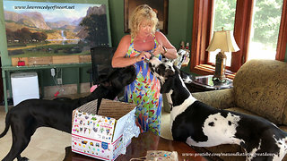Excited Great Danes Can't Wait To Open Birthday Gifts