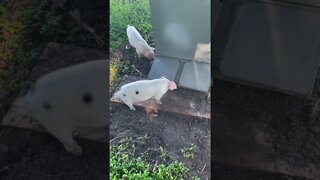 Piglets learning the feeder #shorts #piglets #piglet #pig #pigpen #feeder #pigfeed