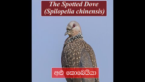 The Spotted Dove | Spotted Dove Sound | අළු කොබෙයියා | Alu Kobeyyia |