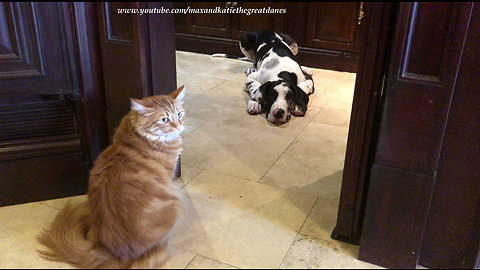 Bully cat refuses to let puppy out of the pantry