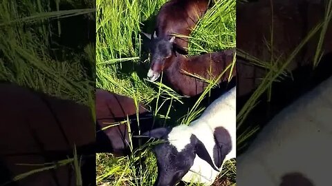 Morning on the farm with the sheep! Getting some pets! Dorper x Katahdin hairsheep!!