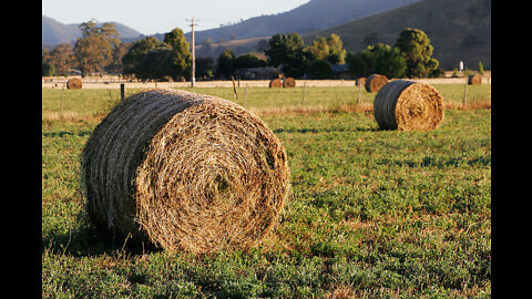The Silent Hay Collapse!