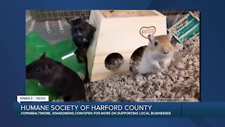 Gerbils looking for a home at the Humane Society of Harford County