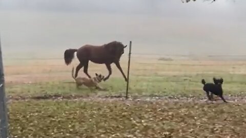 Colt and dog friends play tag on foggy morning in the field