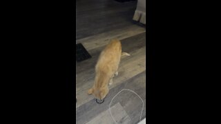 Cat plays fetch