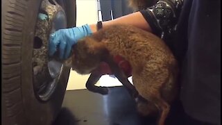 Fox rescued after getting stuck inside tire