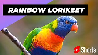 Rainbow Lorikeet 🦜 One Of Most Beautiful Parrots In The World #shorts #raibowlorikeet #parrot