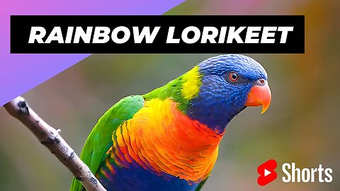 Rainbow Lorikeet 🦜 One Of Most Beautiful Parrots In The World #shorts #raibowlorikeet #parrot