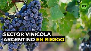 Sector vinícola argentino está en riesgo por mala cosecha y medidas impositivas del Gobierno