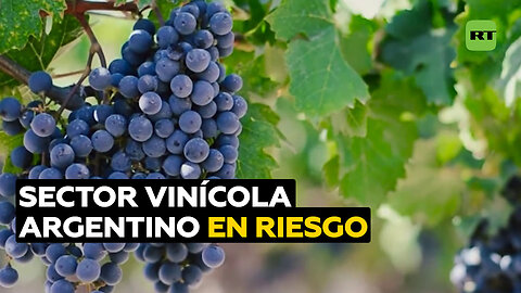 Sector vinícola argentino está en riesgo por mala cosecha y medidas impositivas del Gobierno