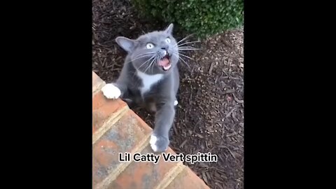 funny cats,funny,cats,cat,kitten,cute cats,funny video