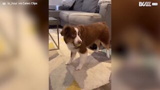 Owner uses key words in story to get her dog's full attention