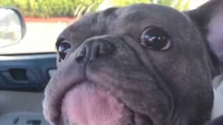 Dog sounds like chicken ordering food at drive-thru