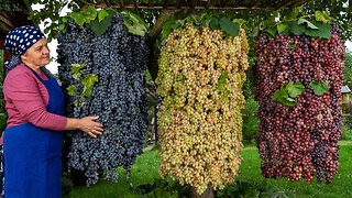 Grape Harvesting and Prepare OLD FASHIONED GRAPE JAM