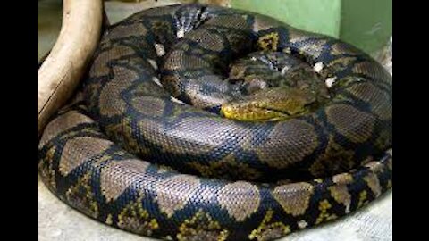 Giant Anaconda World's longest snake found in Amazon River