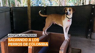 Adopta a un perro: Alma Perruna