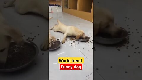 This Funny dog is fire 🔥 🤣 #shorts #viral #trend #worldtrend
