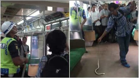 Brave commuter removes snake from packed train