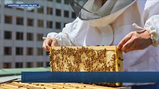 Brown Palace to extract honey from its hives