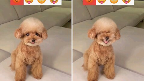Cute Puppy Make Faces Like EMOJIS |