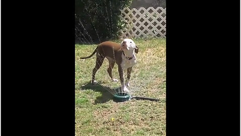 Pit Bull drinks and jumps through backyard sprinkler