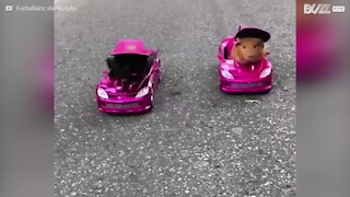 Due simpatici porcellini d'India gareggiano in auto!