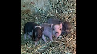 New piglets!