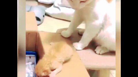Cute cat with her baby,cat funny video, animals funny video