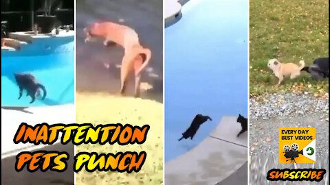 Inattention Pets Cats Dogs Punch, So funny