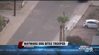 Dog snarls Phoenix freeway traffic, bites state trooper