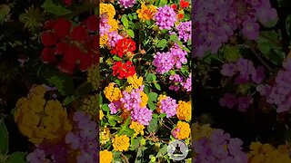 Serene Lantana Flowers in Bloom 🌼 Relaxing Nature Short ☀ Bird Chirping & Piano Music