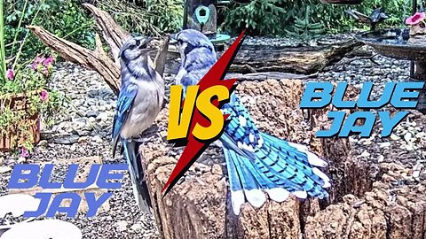 It's a Blue Jay Faceoff...Who Wins???