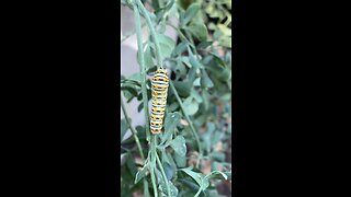 Black Swallow tail butterfly caterpillars in my garden.