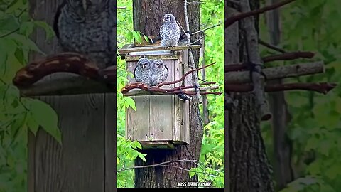 Adorable Owlets Nesting in a Forest Birdhouse!