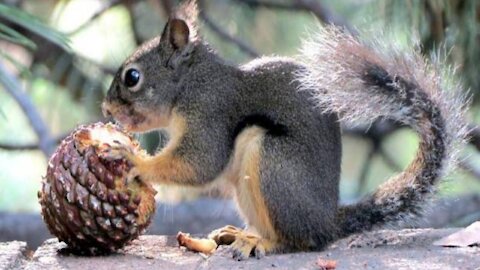 Squirrel and eat nuts