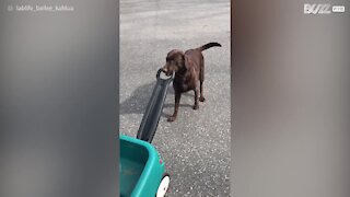 Labrador giver sin hvalpe-søster en køretur