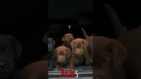🐶 #PAWS - Labrador Puppy Adventure: Van Full of Delight and Playful Moments 🐾