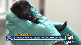Project Wildlife tending to baby animals in need