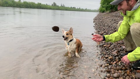 Corgi loves splashing and "talking" to the river
