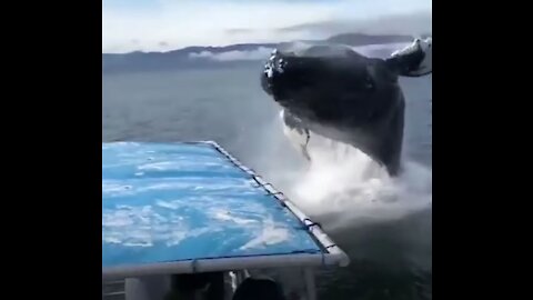 Too Close For Comfort! Whale Encounters & Whales Jumping! The Ultimate Compilation!