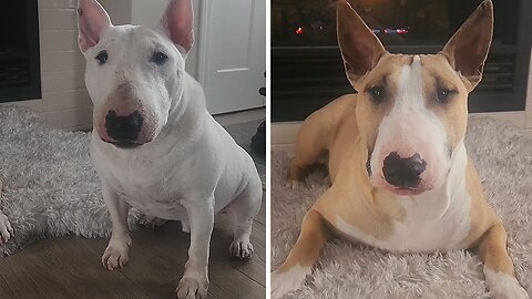 This my house: Hilarious Bull Terrier edition