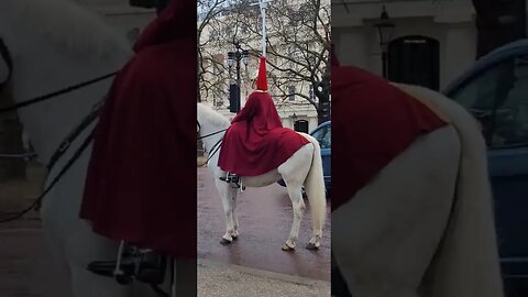 Trumpet 🎺 players white horse on the mall #horseguardsparade