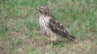 Hawk Visits Us