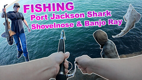 Fishing! Shark, Shovelnose & Banjo Ray