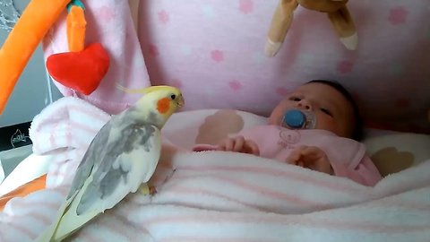Cute bird falling in love with baby - parrots and babies compilation.